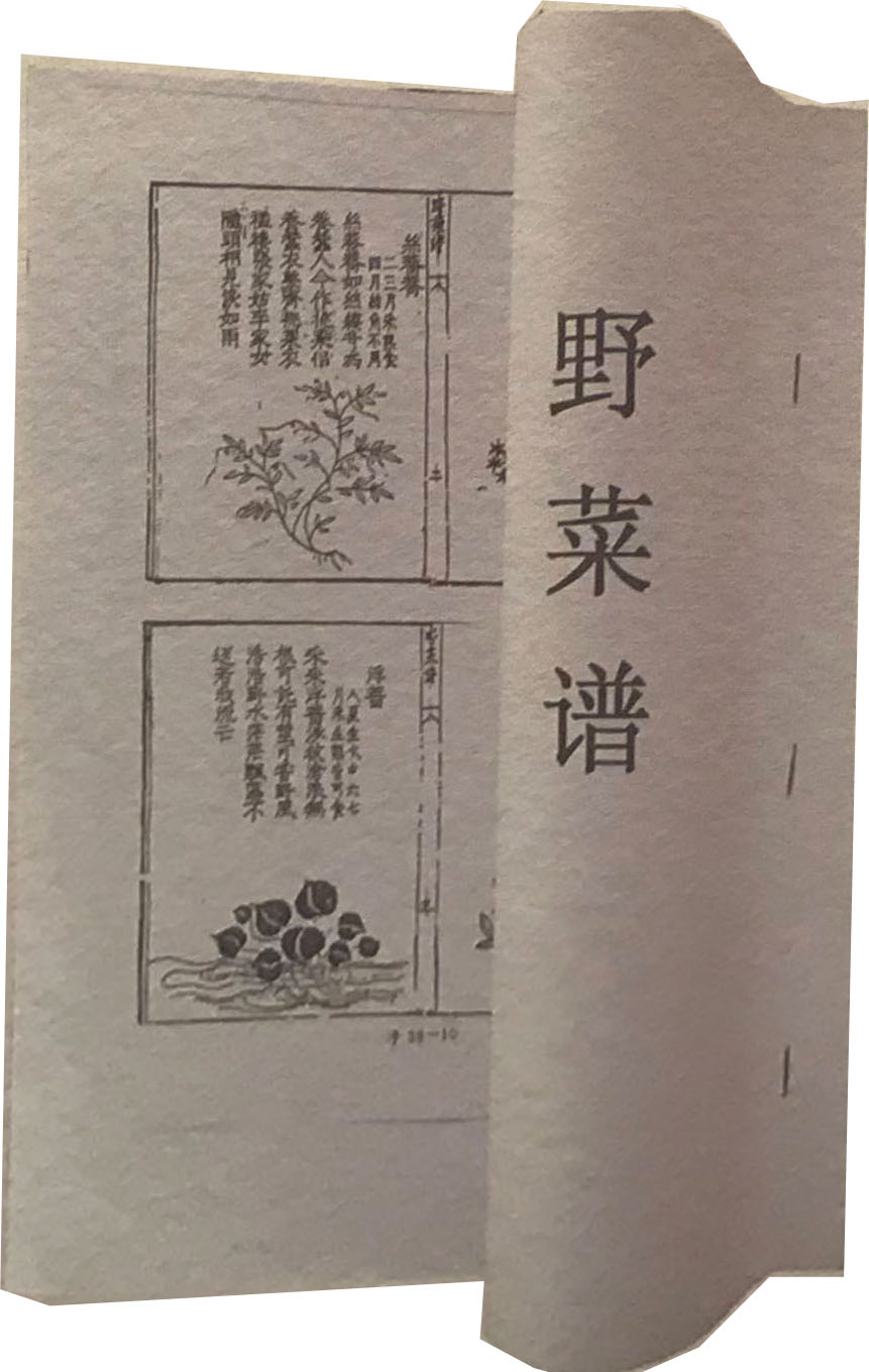 野菜谱